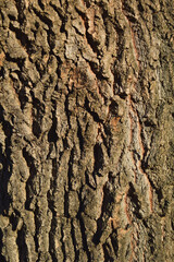Bark of a tree. Bark tree texture. Bark pattern