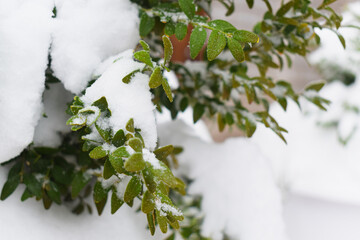 Snow covered green bush