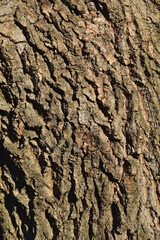 Bark of a tree. Bark tree texture. Bark pattern