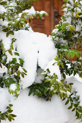 Green bush covered by snow