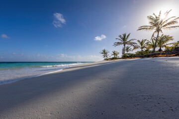 beach with palm trees