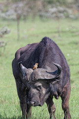 Cape buffalo in the grass