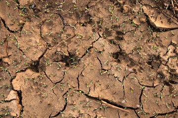 Dry Cracked Soil Texture Background