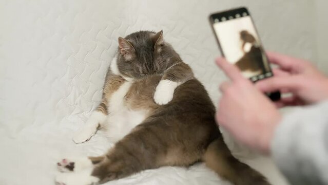 The owner taking photograph of her grey cat with a mobile phone at home on the sofa. Love for pets. 