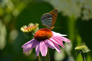 Schöner Schmetterling auf eine Purpur-Sonnenhut Blume