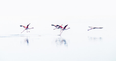 Four Turkish flamingos taking off from the lake