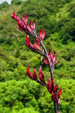The dark red flowers of New Zealand flax (Phorium tenex)
