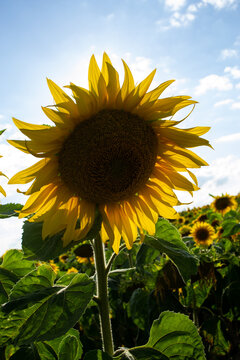 Sonnenblume