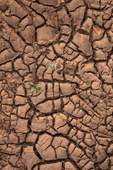 Green Plant Sprout in the Desert Soil