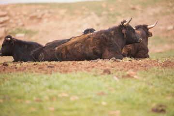 Spanish calves and bulls resting in the Spanish countryside, where they prepare their power with nobility and bravery.