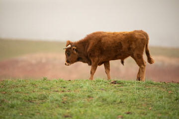 Beautiful Spanish bull calf of demon red color growing up in the Spanish countryside, becoming...