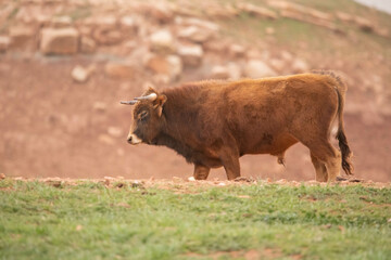 Beautiful bull of red devil color relaxing in the Spanish countryside demonstrating his power, nobility and bravery.