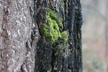 Moss On Burn Marked Tree Up-Close