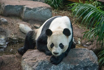 The giant panda (Ailuropoda melanoleuca also known as the panda bear (or simply the panda), is a bear species endemic to China. © royalkangas