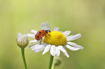 Ladybug leisurely runs on a field flower named Daisy.  Chamomile looks beautiful on both blue and green background, and ladybug complements the picture well.  © achkin