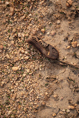 Environmental Pollution in a dry muddy area