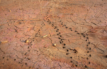 Footsteps and track in the muddy earth