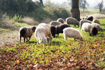 Schafe auf einer Weide, Herde, Natur, Landwirtschaft, Nutztier, Wiese, Farm, ländlich, Tiere