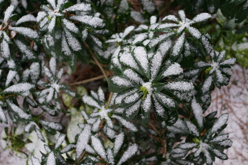 積もる雪　木々　庭木　模様　冬　庭　