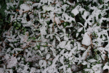 積もる雪　木々　庭木　模様　冬　庭　