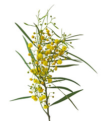 Close up of Acacia saligna