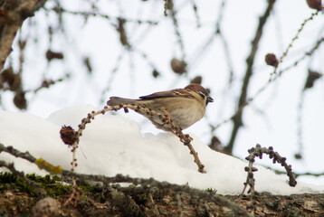 A cute little sparrow sitting on a larch branchlet. Cloudy winter day.