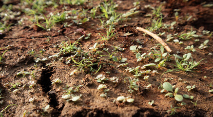 Green Plant Sprout in the Desert Soil