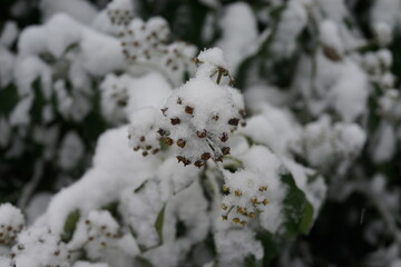 雪の庭　植物　積もる　ガーデニング　冬　雪