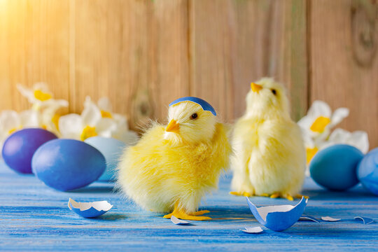 Two Easter chickens have hatched from the shell. They stand among blue eggs and white daffodils on a wooden background. Greeting card, place for text.