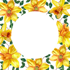 A round-shaped frame with watercolor yellow daffodils on a white background painted by hand in watercolor.