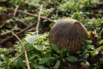 Dry Coconut on the dry ground