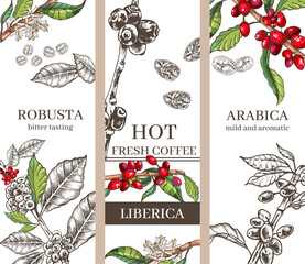 three background designs for coffee varieties robusta, arabica, liberica three background design options for coffee varieties robusta, liberica, arabica, graphic images of coffee beans and plants, bla