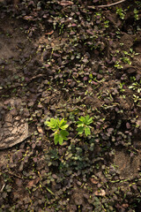 Green Plant Sprout in the Desert Soil