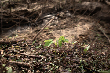 Green Plant Sprout in the Desert Soil