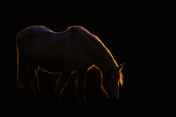 Backlit pony