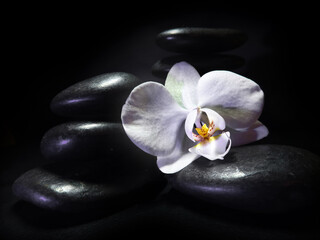 Obraz na płótnie Canvas weiße Orchidee auf schwarzem Kiesel - white orchid on pile of black pebbles