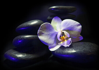 Orchidee auf schwarzen Kieseln - white orchid on black pebbles
