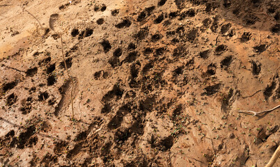 Footsteps and track in the muddy earth