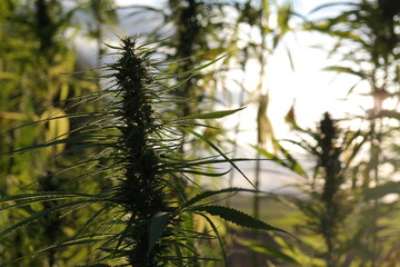 Konopia na tle jesiennego nieba