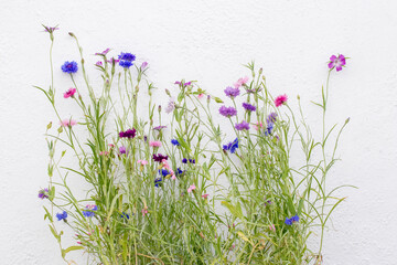 Mixed colourful wild flowers against a white textured background