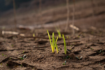 Green Plant Sprout in the Desert Soil