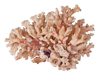 Coral isolated on white background