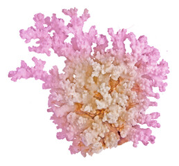 Coral isolated on white background © Dmitry