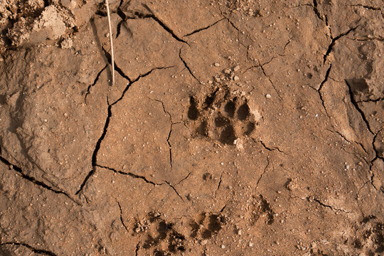 Footsteps and track in the muddy earth
