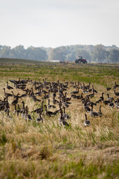 Arkansas White Fronted Geese