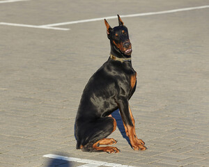 gorgeous young doberman posing on the street