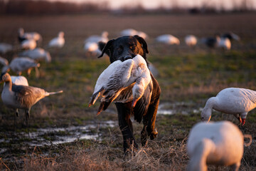Lab retrieving snow goose