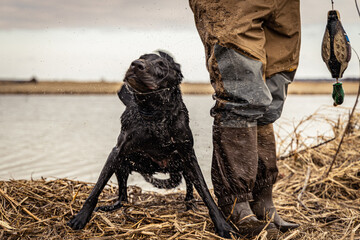 Black Lab Shake Post Retrieve