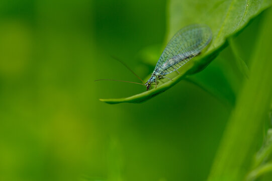 Chrysopa perla - Lion des pucerons