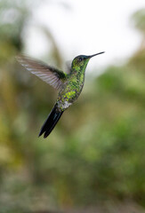 Fototapeta premium beija-flor verde brilhanete, característico da mata atlântica do sul do Brasil